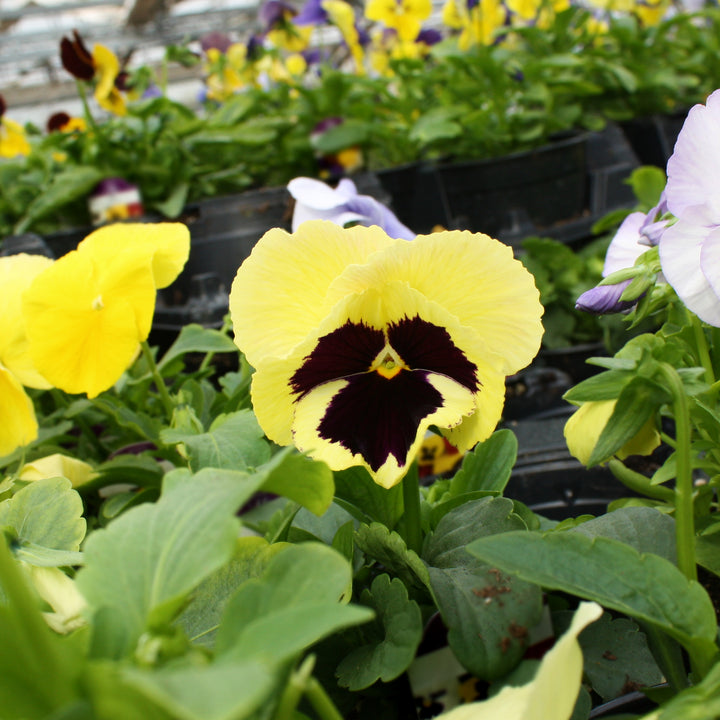 Viola x wittrockiana Assorted Pansy, 3-Pack Annual