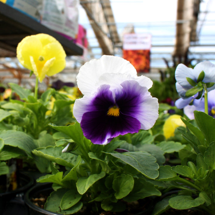 Viola x wittrockiana Assorted Pansy, 3-Pack Annual