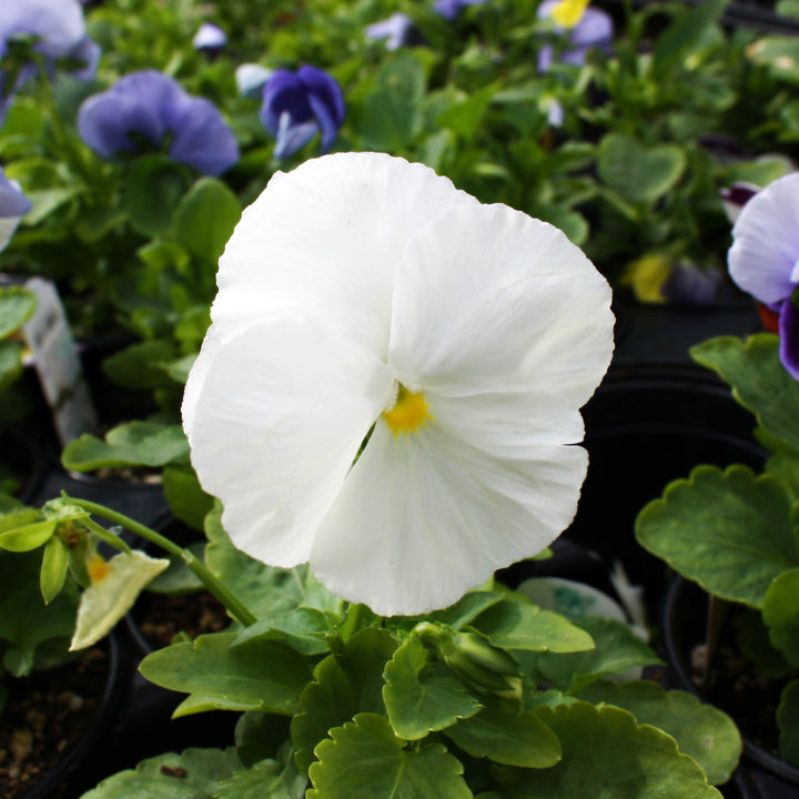 Viola x wittrockiana Assorted Pansy, 3-Pack Annual