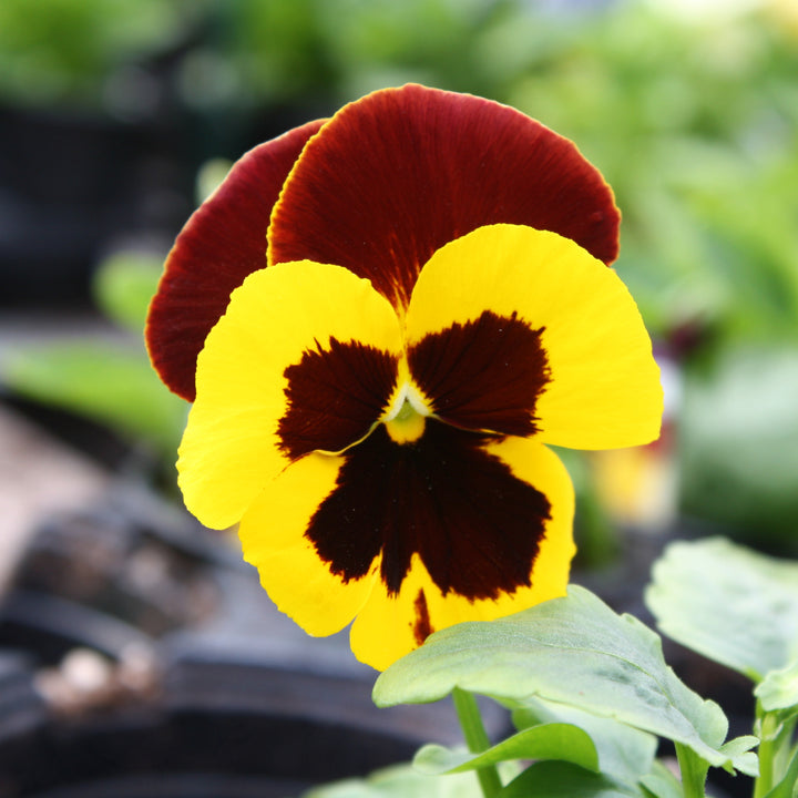 Viola x wittrockiana Assorted Pansy, 3-Pack Annual