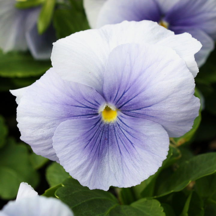 Viola x wittrockiana Assorted Pansy, 3-Pack Annual