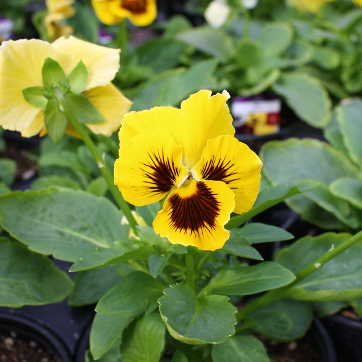 Viola x wittrockiana Assorted Pansy, 3-Pack Annual