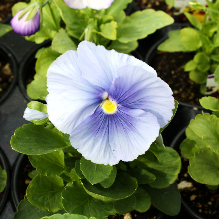 Viola x wittrockiana Assorted Pansy, 3-Pack Annual