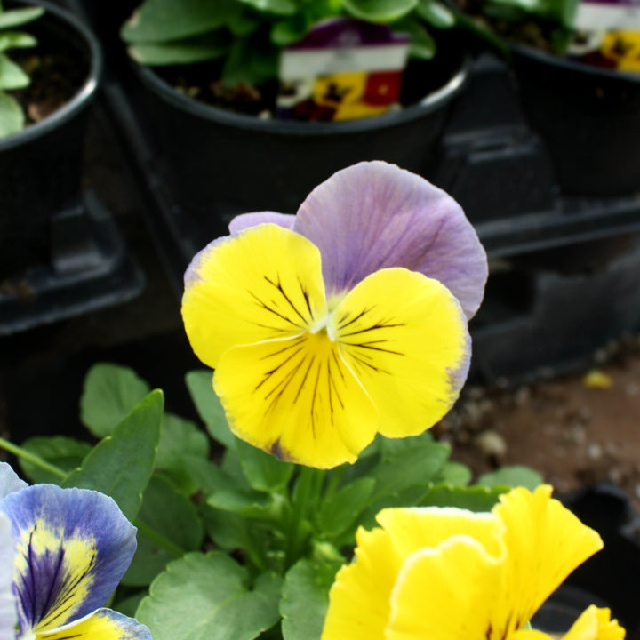 Viola x wittrockiana Assorted Pansy, 3-Pack Annual