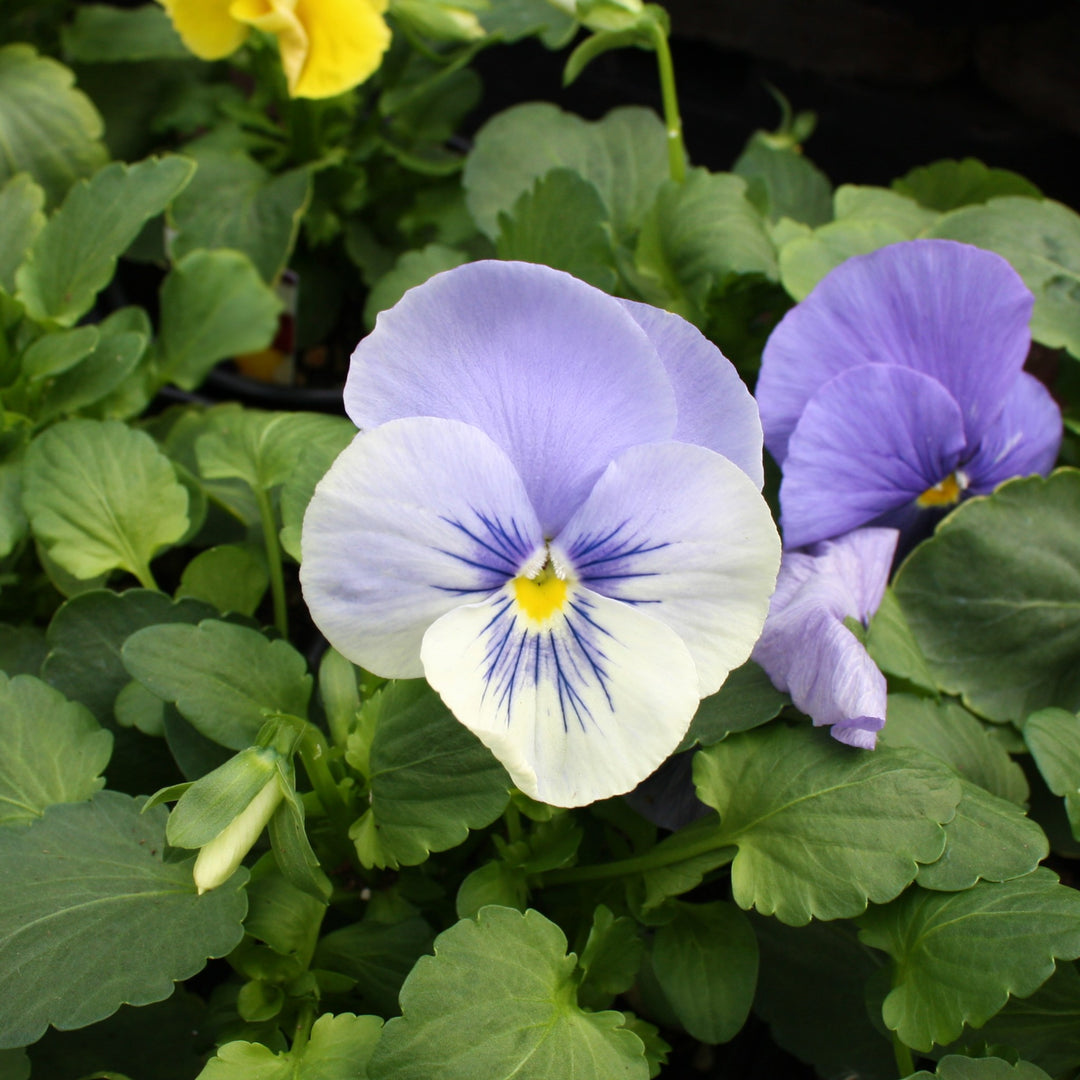 Viola x wittrockiana Assorted Pansy, 3-Pack Annual