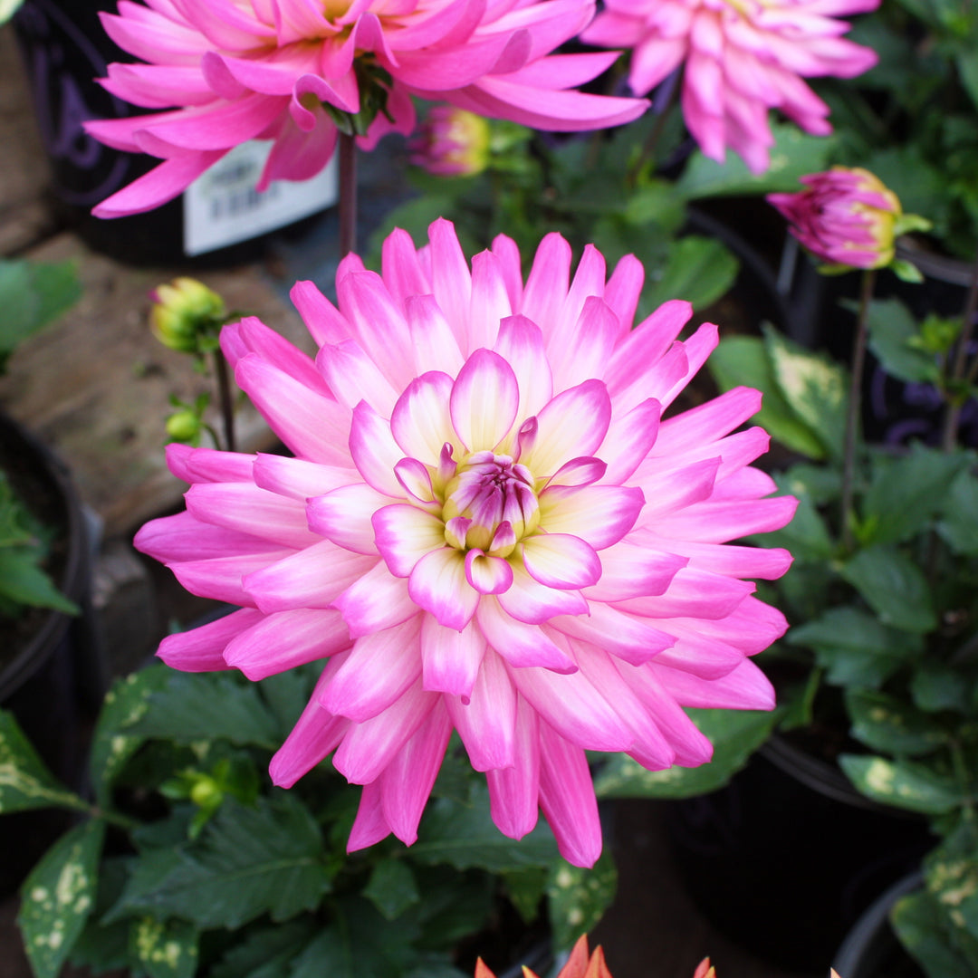 Dahlia Assorted Dahlia, 1 Gallon Annual