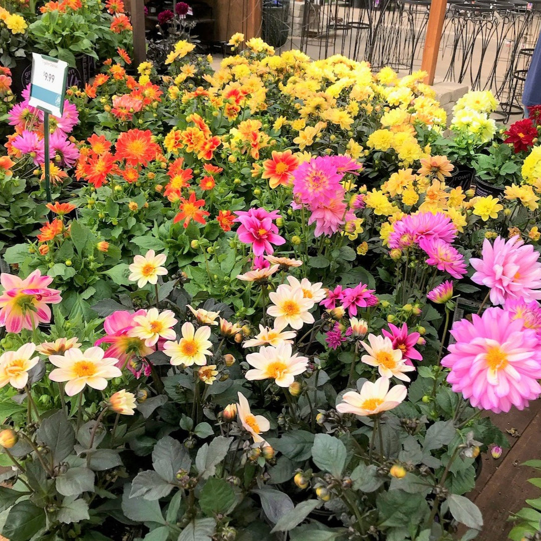Dahlia Assorted Dahlia, 1 Gallon Annual