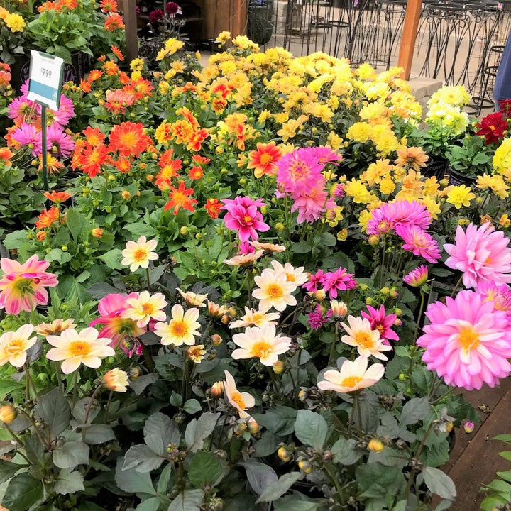 Dahlia Assorted Dahlia, 1 Gallon Annual