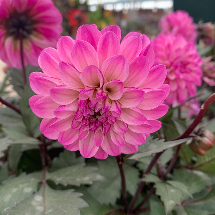 Dahlia Assorted Dahlia, 1 Gallon Annual