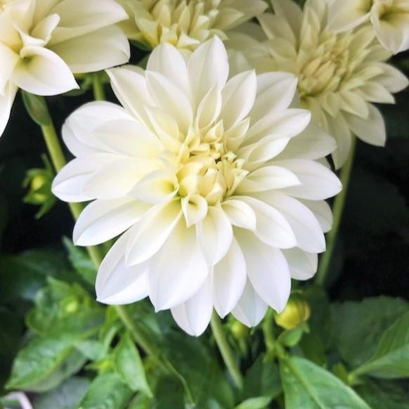 Dahlia Assorted Dahlia, 1 Gallon Annual
