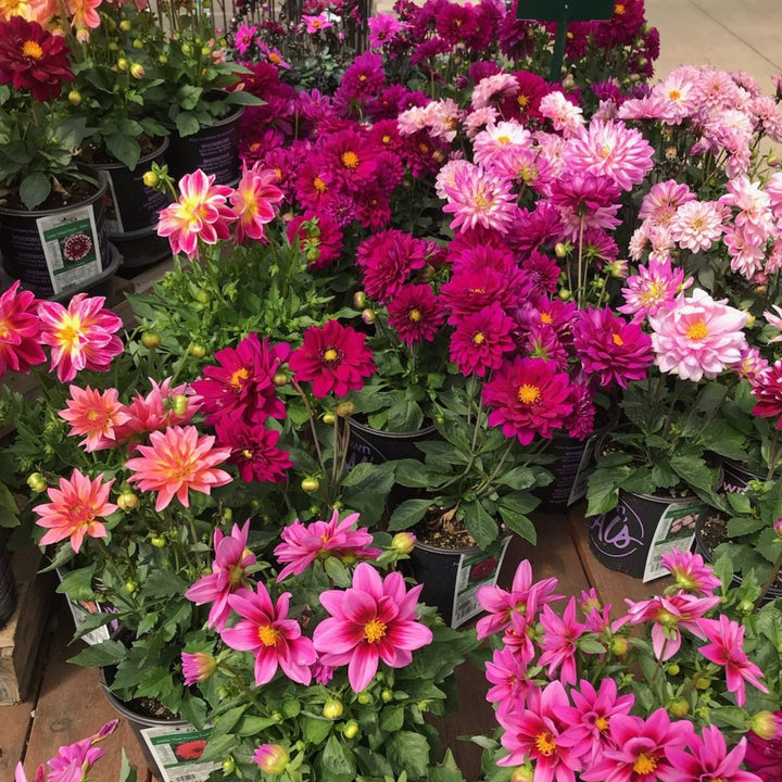 Dahlia Assorted Dahlia, 1 Gallon Annual
