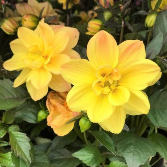 Dahlia Assorted Dahlia, 1 Gallon Annual