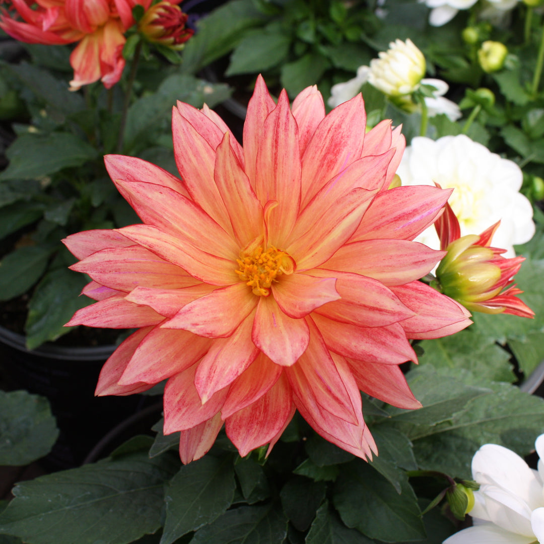 Dahlia Assorted Dahlia, 1 Gallon Annual