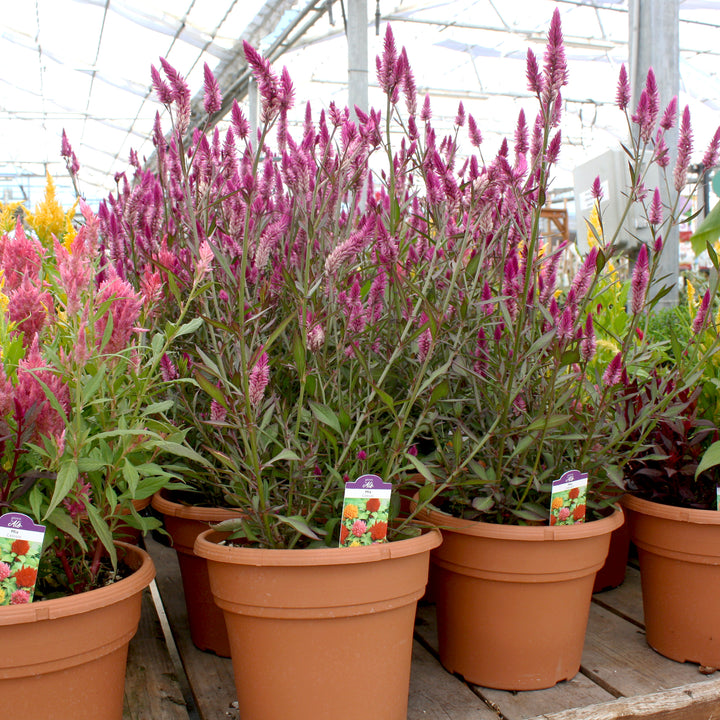 Celosia Assorted Celosia, 10 Inch Annual