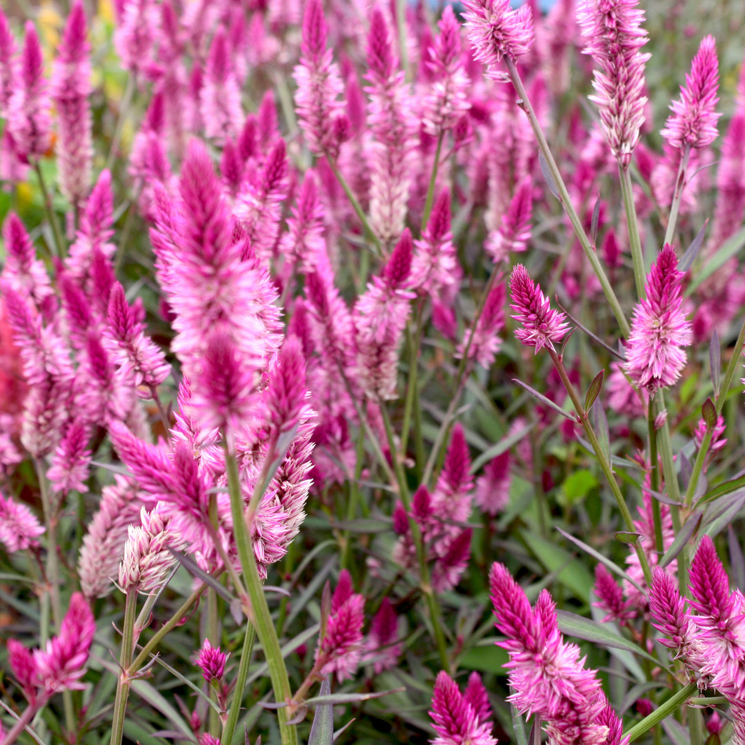Celosia Assorted Celosia, 10 Inch Annual