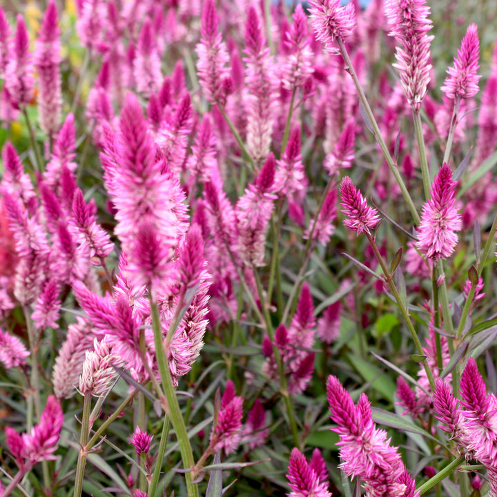 Celosia Assorted Celosia, 10 Inch Annual