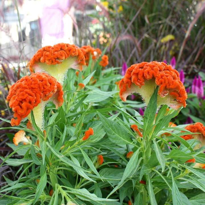 Celosia Assorted Celosia, 10 Inch Annual
