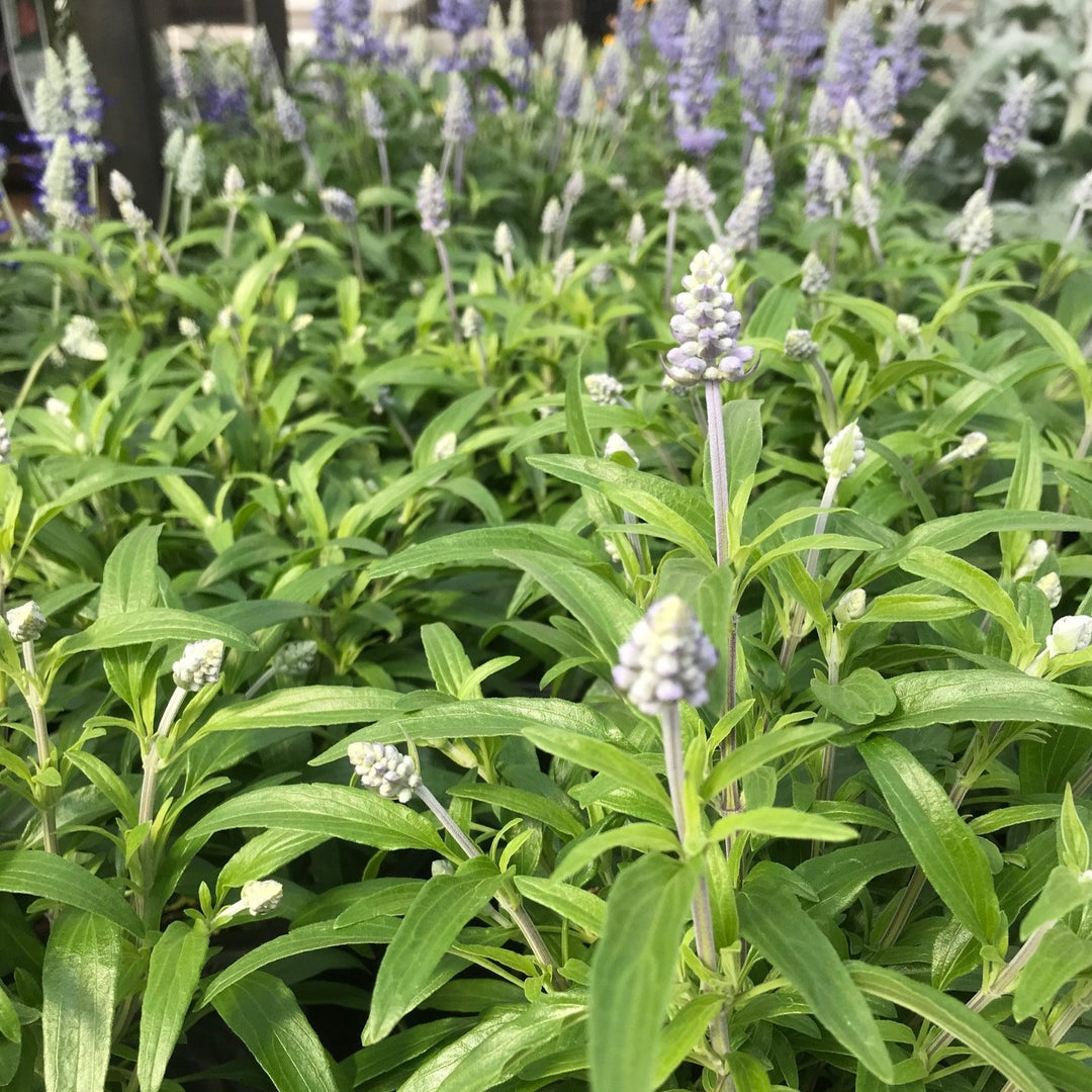 Salvia Assorted Salvia, 10 Inch Annual