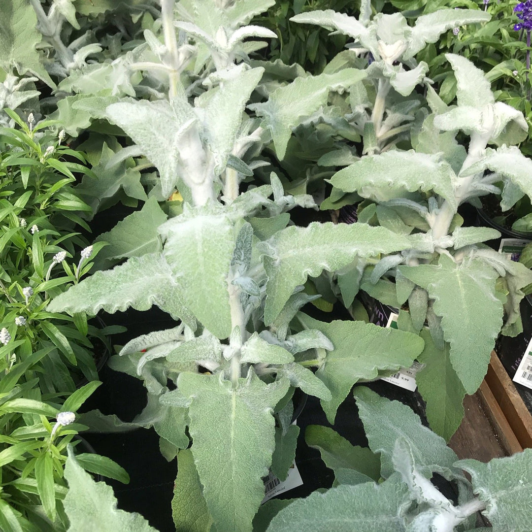 Salvia Assorted Salvia, 10 Inch Annual
