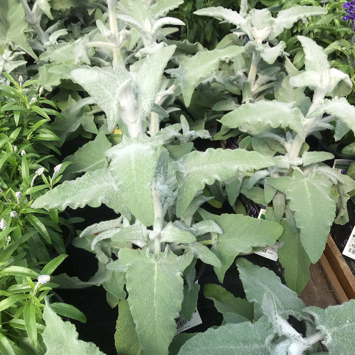 Salvia Assorted Salvia, 10 Inch Annual