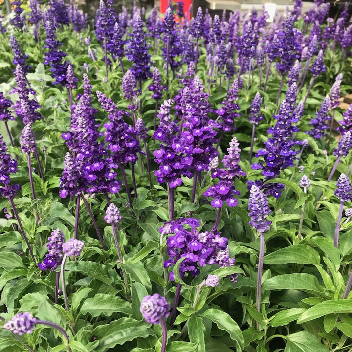 Salvia Assorted Salvia, 10 Inch Annual