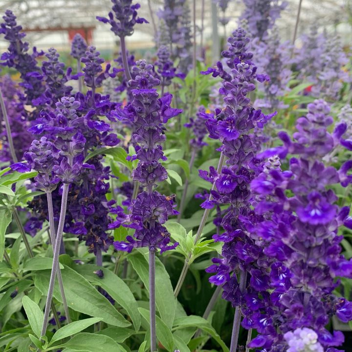 Salvia Assorted Salvia, 10 Inch Annual
