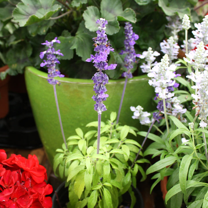 Salvia Assorted Salvia, 10 Inch Annual