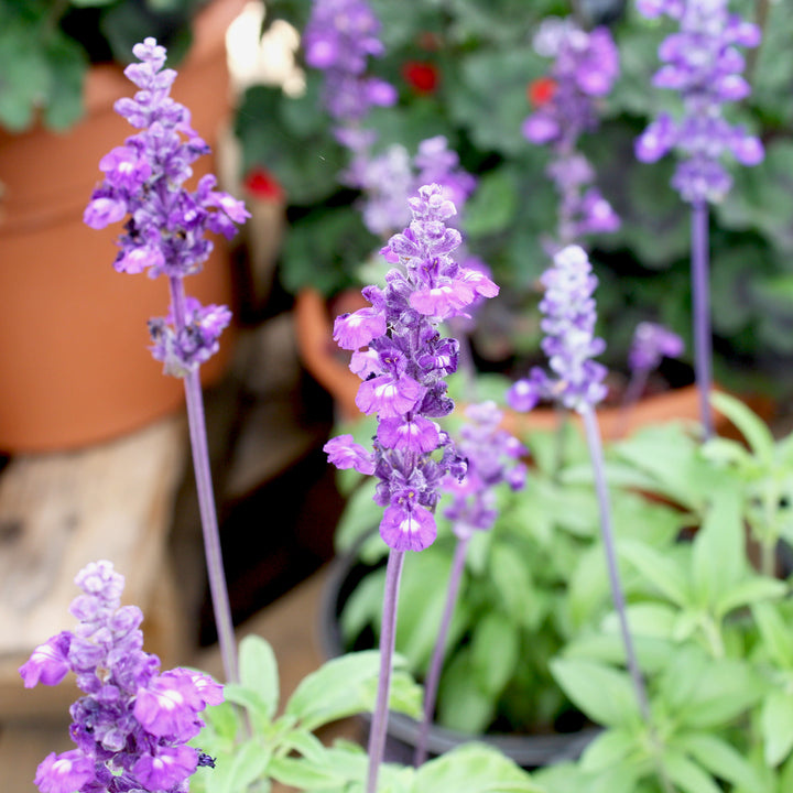 Salvia Assorted Salvia, 10 Inch Annual