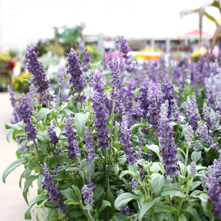 Salvia Assorted Salvia, 10 Inch Annual