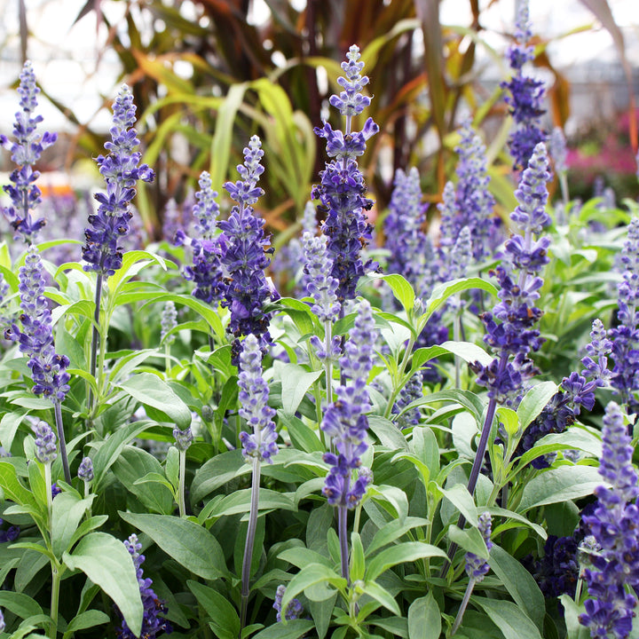 Salvia Assorted Salvia, 10 Inch Annual
