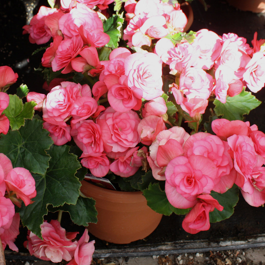 Begonia x 'Solar Mix' Begonia, 10 Inch Annual