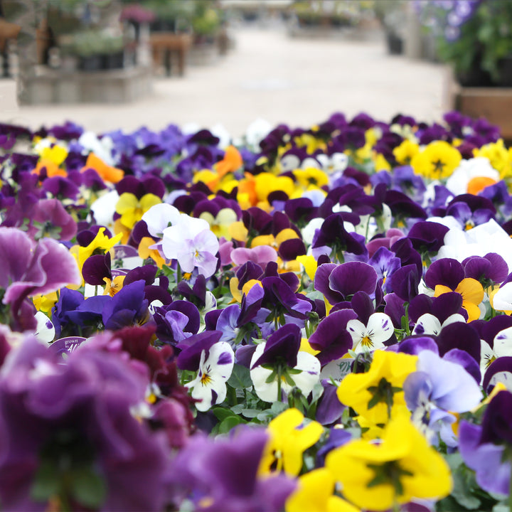 Viola Assorted Viola, 3-Pack Annual