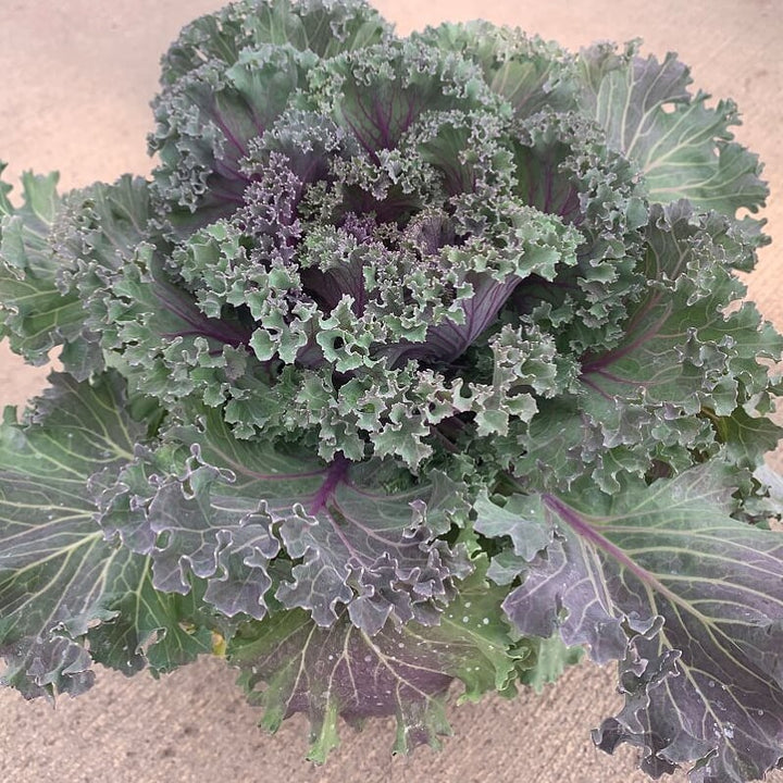 Brassica oleracea var. sabellica Ornamental Kale, 8 Inch Annual