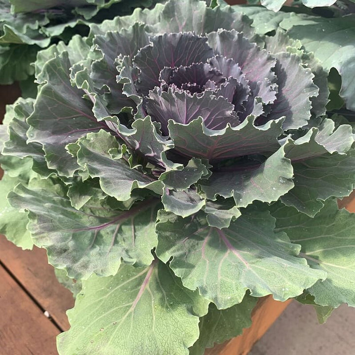 Brassica oleracea var. sabellica Ornamental Kale, 8 Inch Annual