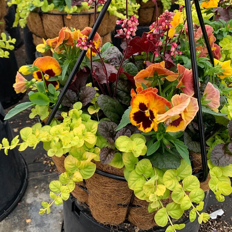 Al's Garden & Home 'Fall Mix' Fall Baskets Grown By Al's, 10 Inch Hanging Basket annual