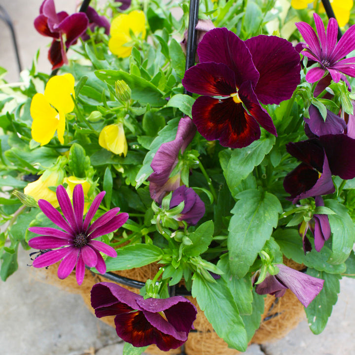 Al's Garden & Home 'Fall Mix' Fall Baskets Grown By Al's, 10 Inch Hanging Basket annual