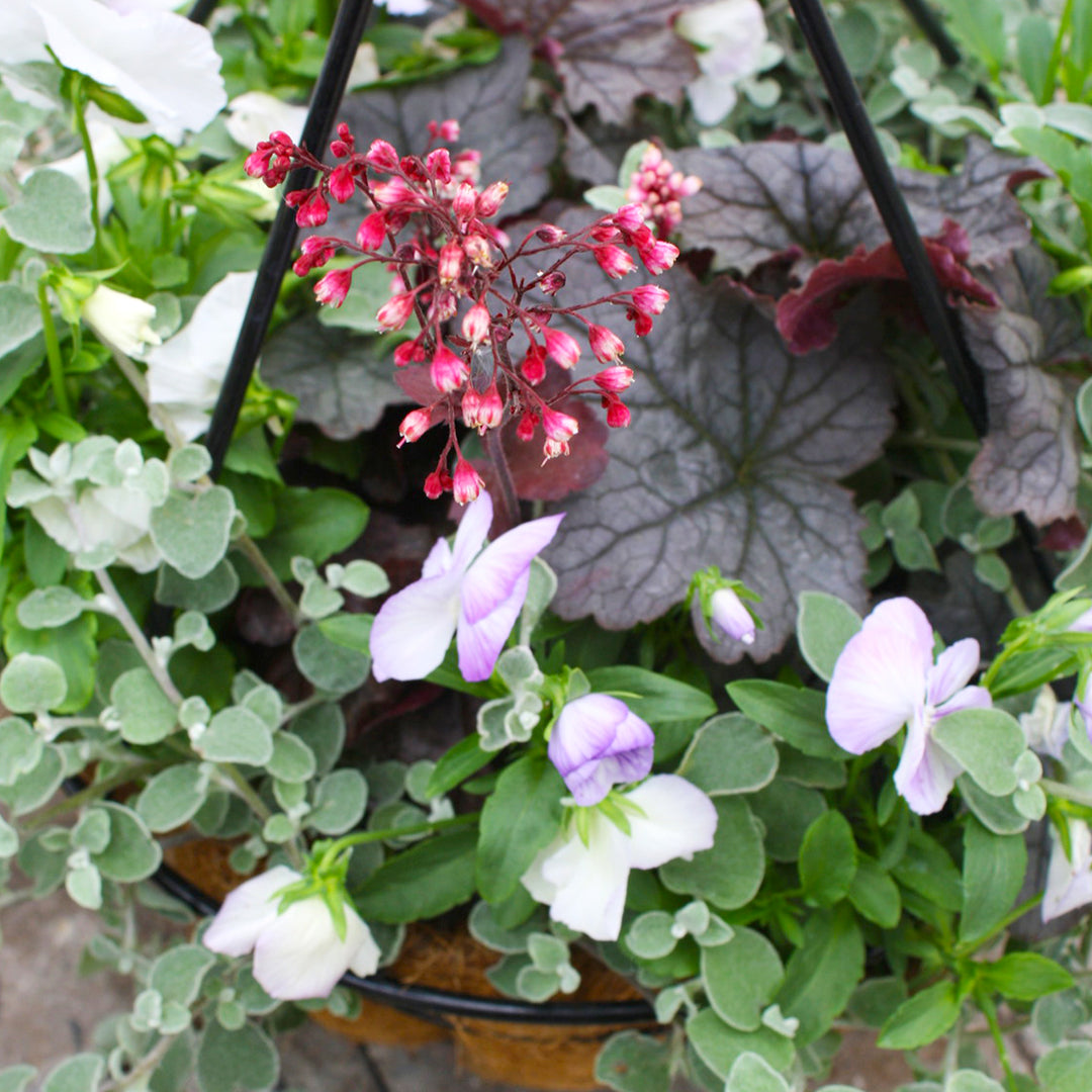 Al's Garden & Home 'Fall Mix' Fall Baskets Grown By Al's, 10 Inch Hanging Basket annual