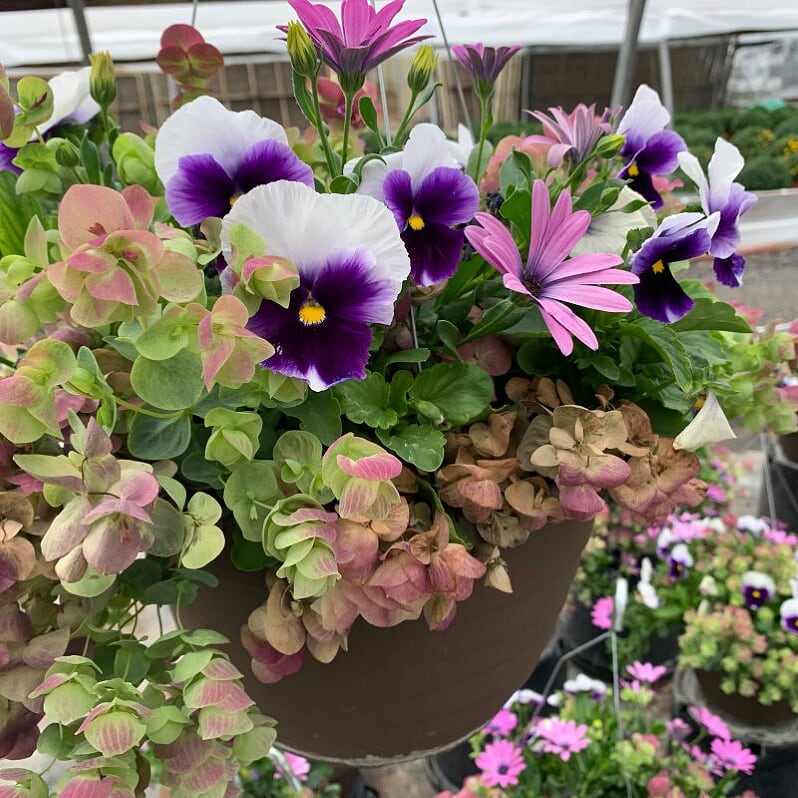 Al's Garden & Home 'Fall Mix' Fall Baskets Grown By Al's, 10 Inch Hanging Basket annual