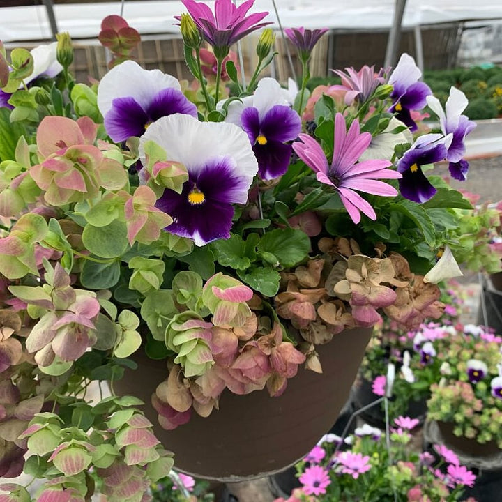 Al's Garden & Home 'Fall Mix' Fall Baskets Grown By Al's, 10 Inch Hanging Basket annual