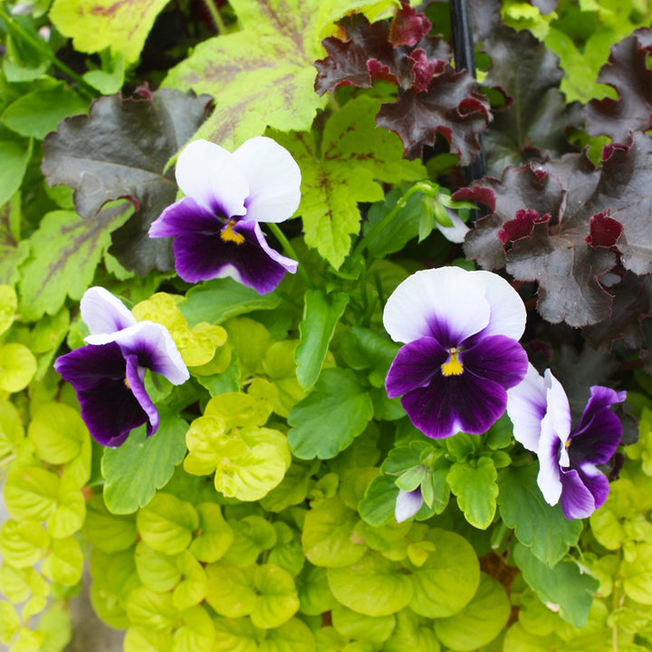 Al's Garden & Home 'Fall Mix' Fall Baskets Grown By Al's, 10 Inch Hanging Basket annual