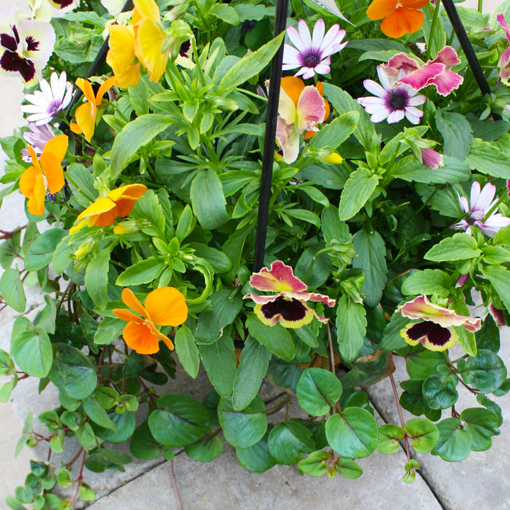 Al's Garden & Home 'Fall Mix' Fall Baskets Grown By Al's, 10 Inch Hanging Basket annual