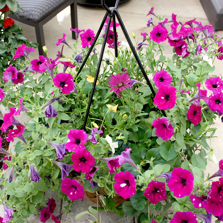 Al's Garden & Home 'Fall Mix' Fall Baskets Grown By Al's, 10 Inch Hanging Basket annual