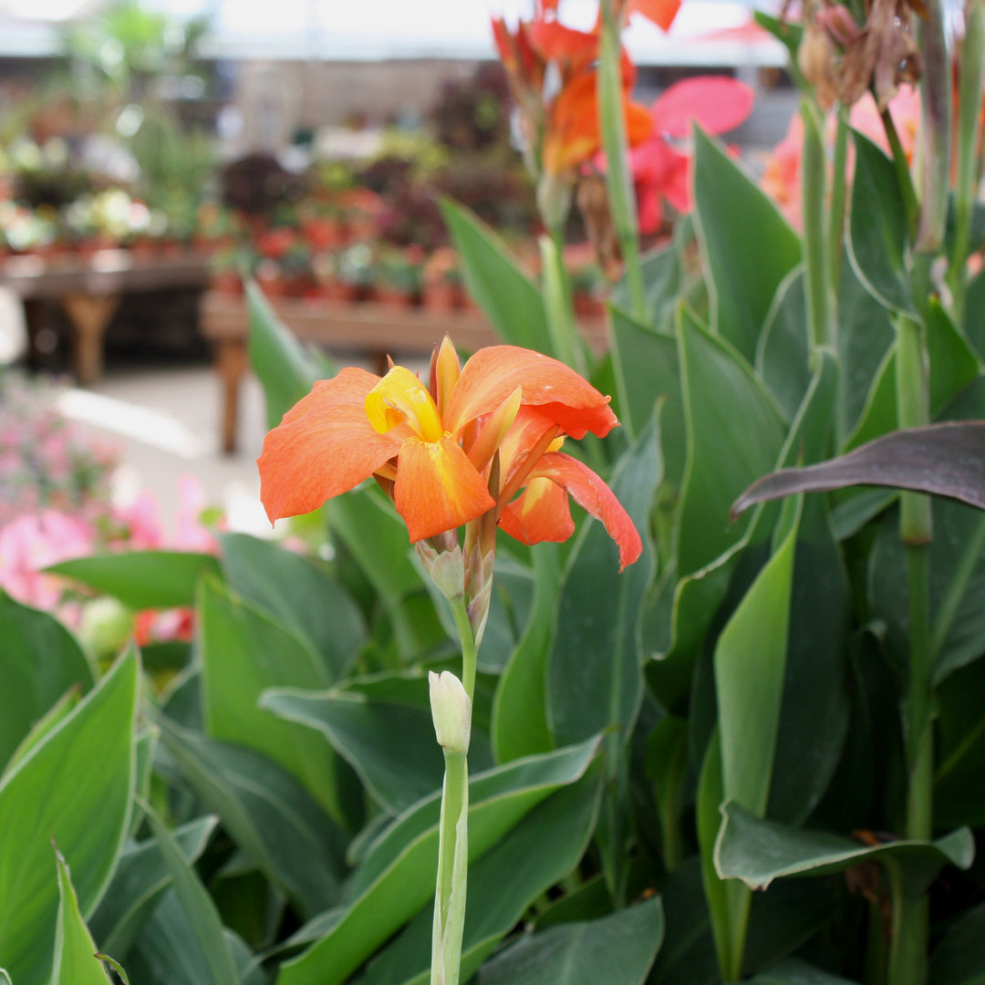 Canna indica Assorted Canna Lily, 10 Inch Annual