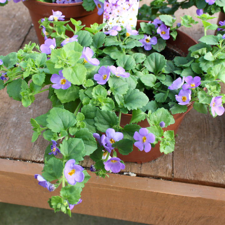Sutera cordata Assorted Bacopa, 6 Inch Annual