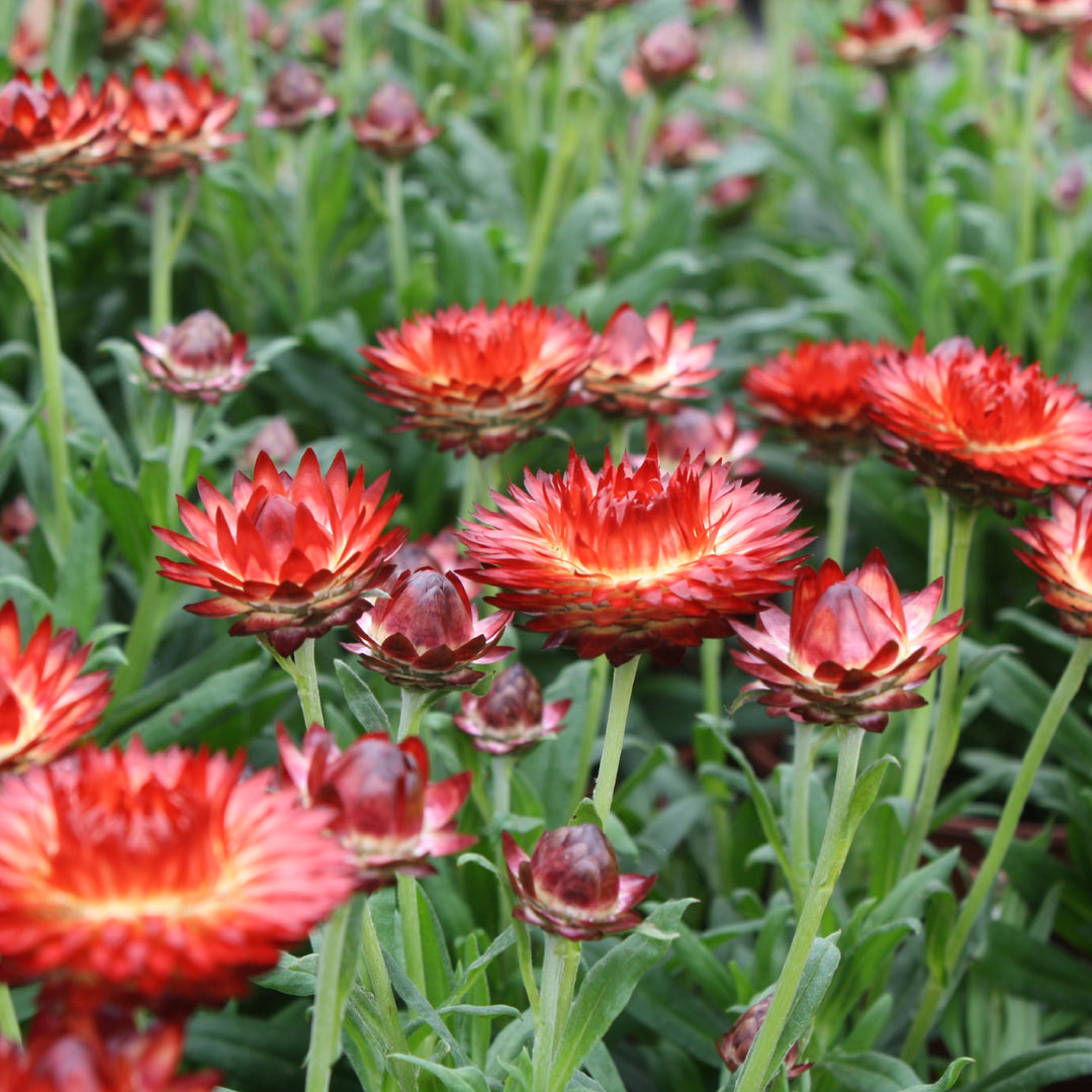 Bracteantha bracteatum Strawflower, 6 Inch Annual