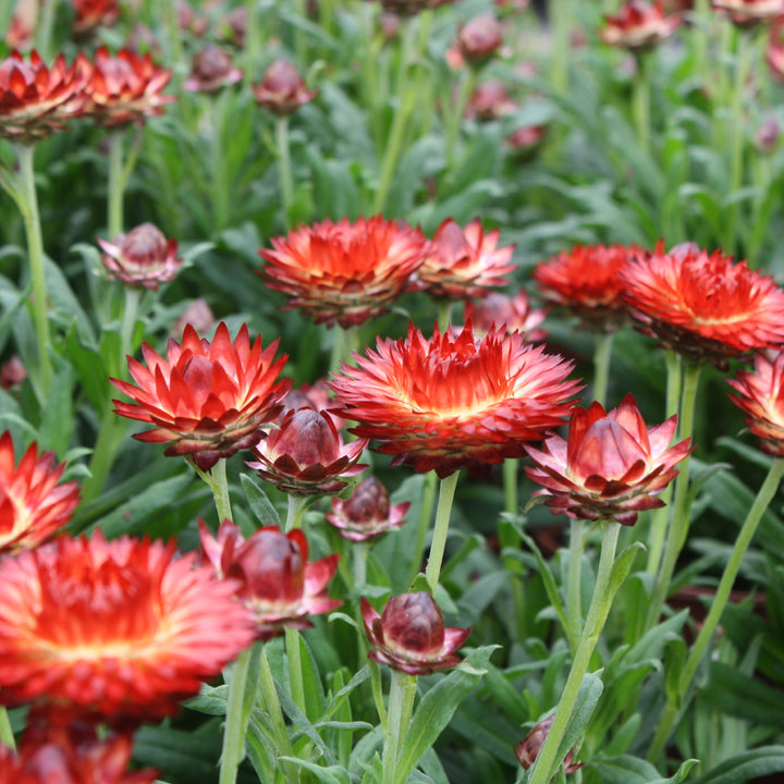 Bracteantha bracteatum Strawflower, 6 Inch Annual