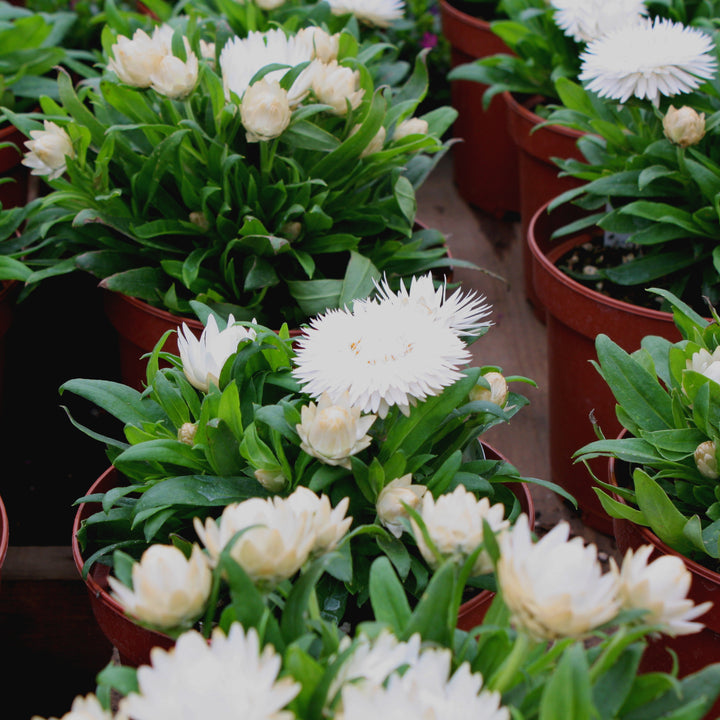Bracteantha bracteatum Strawflower, 6 Inch Annual