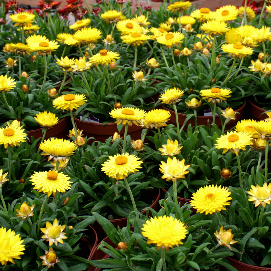 Bracteantha bracteatum Strawflower, 6 Inch Annual