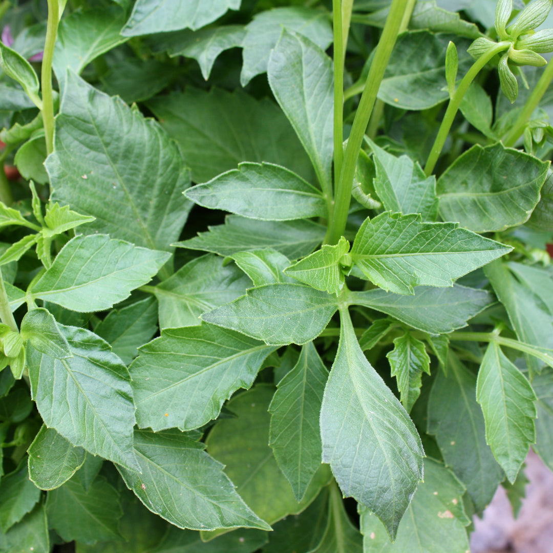 Dahlia Green Leaf Dahlia, 10 Inch Annual