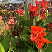 Canna indica Assorted Canna Lily, 1 Gallon Annual